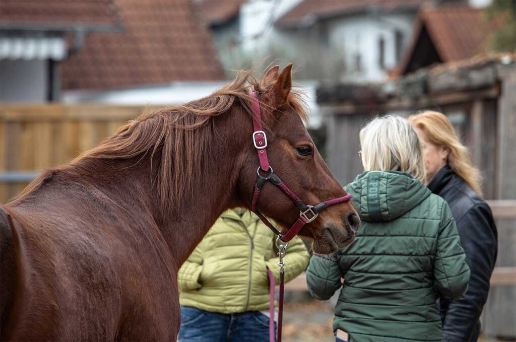gut-zu-bleiben-pferdegestuetztes-coaching Pferdegestütztes Coaching in Ortenberg